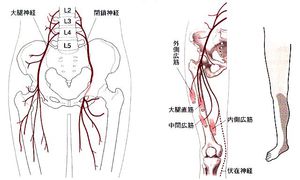 spinal_nerves6.jpg